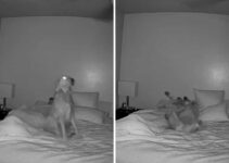 Owner Couldn’t Believe What He Saw After He Placed A Camera In The Room To Monitor His Dog