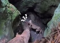Man Heard Strange Noises Coming From The Cave Only To Realize Who It Was Coming From