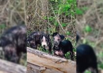 Man Passing By On The Road Shocked To Discover Two Puppies Abandoned In Terrible Condition