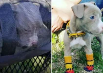 Poor Pup With No Front Paws Struggled To Find A Home But Then She Met Someone Special