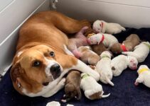 Pregnant Dog Couldn’t Move Anymore But Then Someone Amazing Came To Help Her