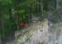 Hikers Were Surprised To Hear Cries In A Forest So They Went To Investigate What It Was