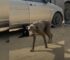 Extremely Malnourished Dog Lived On The Streets For 8 Years Before She Met Her Rescuers 