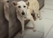 This Pup Was Almost Euthanized But Then She Met Somebody Truly Amazing