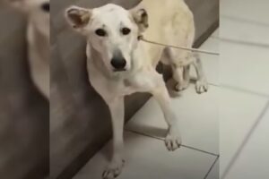 This Pup Was Almost Euthanized But Then She Met Somebody Truly Amazing