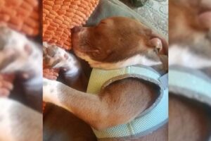 Couple Was Surprised When They Learned That Their Blind Dog Had A Hidden Ability