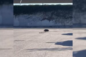 Woman Was Surprised By What She Saw Near A Highway So She Decided To Investigate