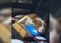 Playful Stray Pittie Enters A Couple’s Car, Ends Up Getting The Perfect Home