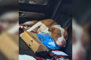 Playful Stray Pittie Enters A Couple’s Car, Ends Up Getting The Perfect Home