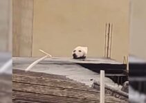 Unusual ‘Dog’ On A Roof That Stopped People In Their Tracks Turns Out To Be Something Else