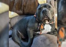 This Bully Dog Was Abandoned By His Family Due To Obesity, Now He’s Thriving In A New Home