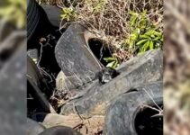 Truck Drivers Discovers A Heartbreaking Surprise Left In A Pile Of Tires