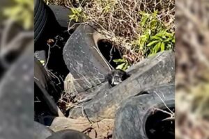 Truck Drivers Discovers A Heartbreaking Surprise Left In A Pile Of Tires