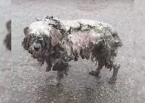 This Extremely Matted Pup Looks Like A Totally Different Dog After His Transformation