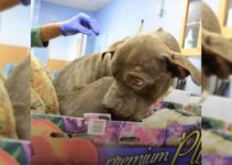 Dog Abandoned And Left In Front Of Shelter In A Box Of Plums Is Too Scared To Get Out 