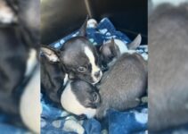 Rescuers Managed To Save Abandoned New Jersey Puppies, But They Were Left Heartbroken
