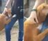 This Sweet Rescue Dog Hugging A Journalist Will Make Your Day Instantly