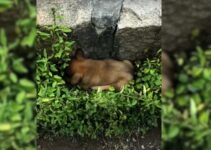 Rescuers Shocked To Find A Paralyzed Dog Lying Helplessly Next To A Dangerous Road