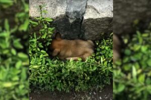 Rescuers Shocked To Find A Paralyzed Dog Lying Helplessly Next To A Dangerous Road