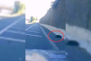 Driver Shocked To Find A Motionless Dog Lying On The Road, Then Realizes It’s Still Breathing