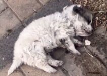 Girl Returning Home From Work Shocked To Find A Puppy Lying Motionless On The Side Of The Road
