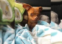 Stray Dog With Breathing Issues Was Almost Euthanized But Then Everything Changed One Day
