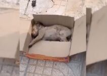 Heartbroken Puppy Kept Crying In A Box Not Knowing Why He Couldn’t Move His Tiny Body