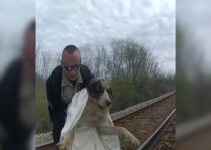 Officers Rush To Rescue Injured Dog Stranded On Tracks For Three Days After Being Hit By Train