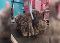 The Emergency Grooming Session Forever Changed The Life Of One Heavily Matted Dog