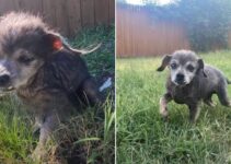 16-Year-Old Dog Couldn’t Stop Crying After Being Abandoned At The Shelter By Owners