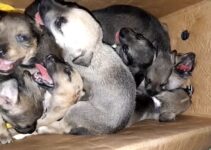 Rescuers Were Shocked To Find 8 Puppies Cruelly Abandoned In A Trash Can