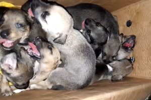 Rescuers Were Shocked To Find 8 Puppies Cruelly Abandoned In A Trash Can