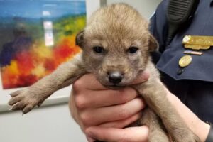 Police Officers Were Surprised To Learn That The Puppy They Saved Was Something Else Entirely