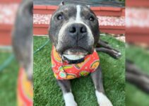 People Called This 14-Year-Old Pittie A ‘Hospice Patient’, Now They Think He’s Aging Backwards