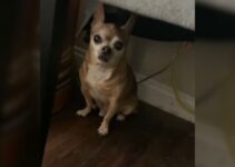 Sweet Chihuahua With A Separation Anxiety Cries Anytime His Parents Leave Him