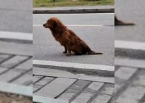 Rescuers Stumble Upon A Dog On A Deserted Road, Then Uncover His Shocking Condition