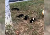 This Woman Was Just Minding Her Business When She Came Across 4 Newborn Puppies Near A Road