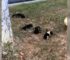 This Woman Was Just Minding Her Business When She Came Across 4 Newborn Puppies Near A Road