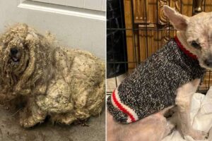 Witness This Matted Dog Undergo An Incredible Transformation After A Grooming Session