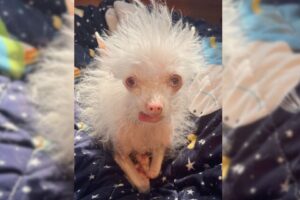 Woman Adopted A Very Unusual Dog Which Left A Lot Of People Curious On What It Was