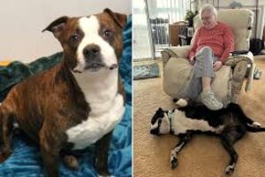 Once Abandoned Pit Bull Now Living The Best Life Making Senior Citizens Happy