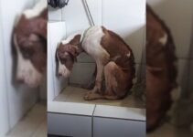 Sweet Pup Abandoned Near A Road Struggled To Survive Until Het Met His Wonderful Rescuers