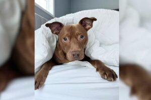 Tatum, The Rescue Pittie Saved At The Last Moment, Is Now A Petfluencer Speaking Up For The Underdog