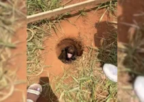 This Boy Was Just Going Home When He Spotted A Furry Animal Stuck In A Hole