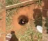 This Boy Was Just Going Home When He Spotted A Furry Animal Stuck In A Hole