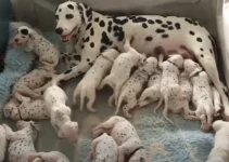 Owners Couldn’t Believe When Their Dalmatian Dog Gave Birth To An Incredibly Large Litter