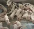 Owners Couldn’t Believe When Their Dalmatian Dog Gave Birth To An Incredibly Large Litter