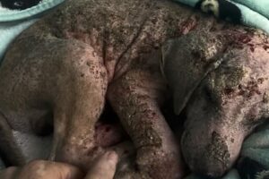 Rescuers Nourished A Sick Puppy To Health Only To Learn The True Color Of His Fur