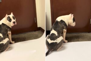 Shelter Dog Sits By The Door Waiting For Someone To Save Him While Time Runs Out  