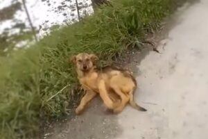 The Cries For Help Of This Injured Pup Living On The Side Of The Road Will Break Your Heart
